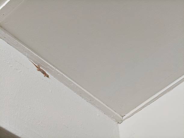 istock Common house gecko on wall. House lizard 2222676341