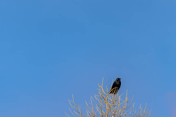 istock European Wildlife Winter Bird 2222678542