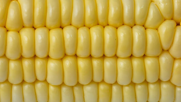 istock The High-resolution photo of a corn cob with a 45MP camera. 2222678752