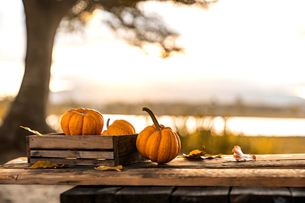 Fall harvest cornucopia. Pumpkin fruit in Autumn season for Halloween and thanksgiving.