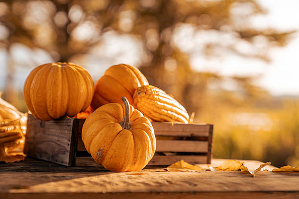 istock Fall harvest cornucopia. Pumpkin fruit in Autumn season for Halloween and thanksgiving. 2222678849