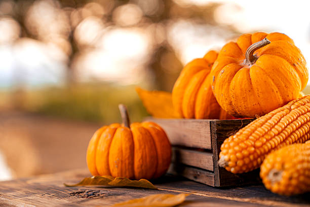 Fall harvest cornucopia. Pumpkin fruit in Autumn season for Halloween and thanksgiving.