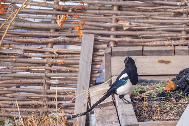 European Wildlife Winter Bird
