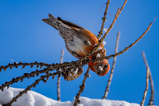 istock European Wildlife Winter Bird 2222679547
