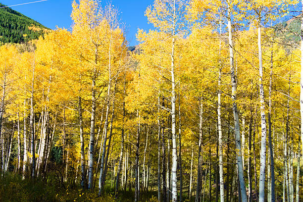 Brilliant yellow aspens and their leaves on an afternoon hike in the Colorado mountains.