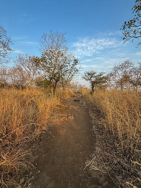 istock A path through a dry, dusty field with a few trees in the background 2222679851