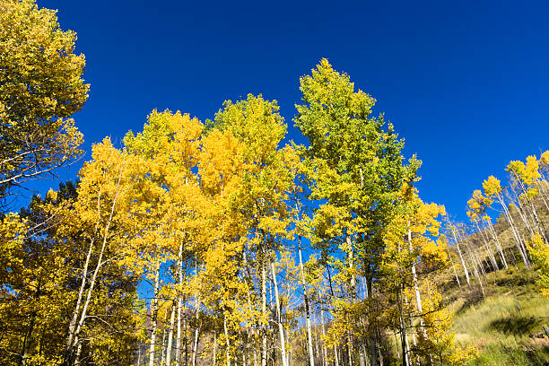 istock Beautiful Aspen Trees in Autumn Colors. 2222679937