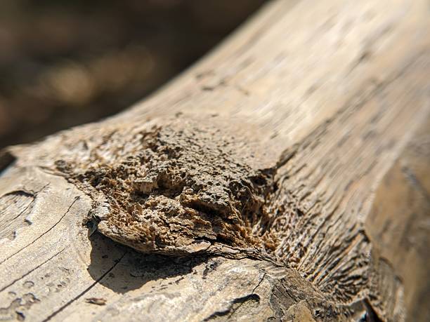 istock Close-up of Weathered Bamboo Bark Texture 2222679955
