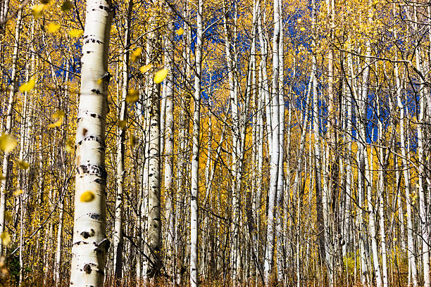 istock Beautiful Aspen Trees in Autumn Colors. 2222680361