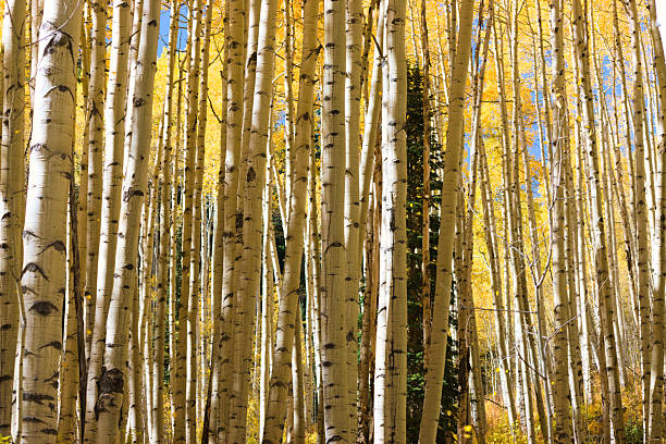 istock Beautiful Aspen Trees in Autumn Colors. 2222680701