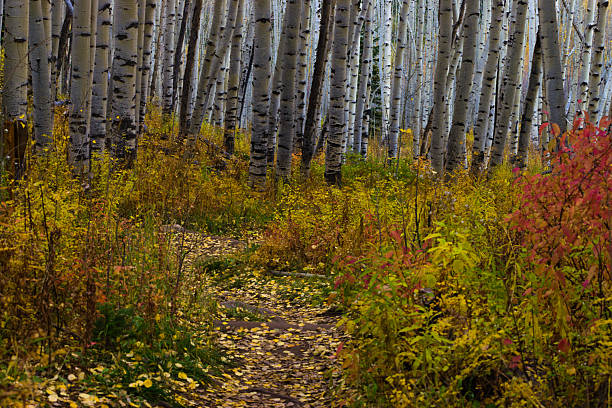 istock Vibrant Fall Foliage on the Roadside 2222681013
