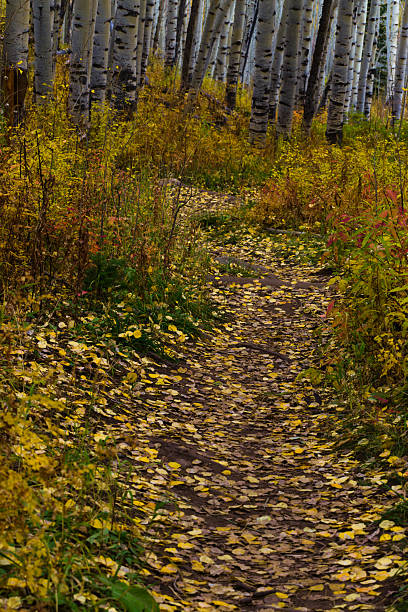 istock Vibrant Fall Foliage on the Roadside 2222681155