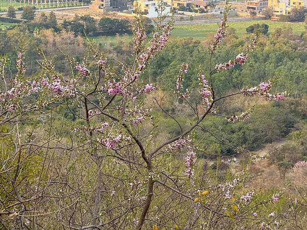 A tree with pink flowers is in a field