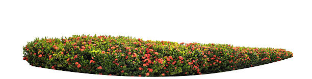 Long flower bush isolated on white background with clipping path and alpha channel. high resolution