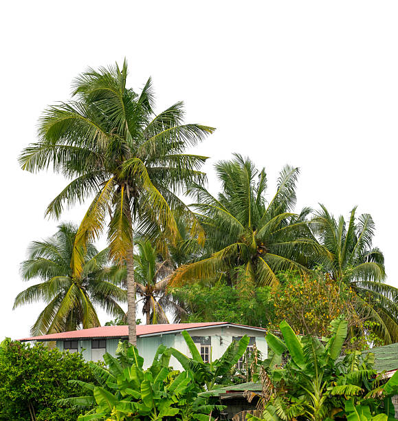 Green lush foliage