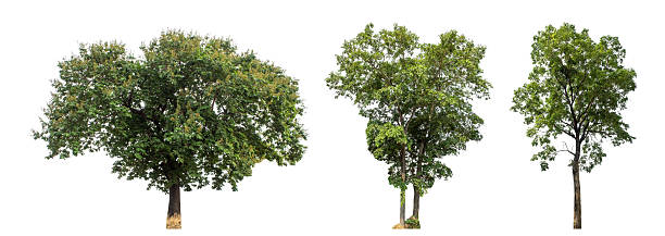 istock Collection high qaulity tree has been cut from the original background 2222684395