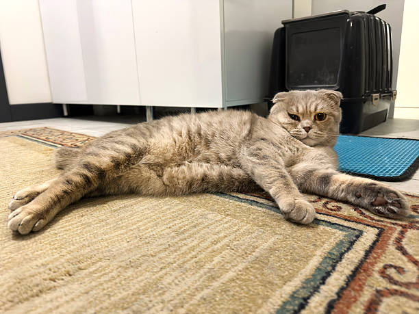 istock Cute Scottish Fold lazy cat lying on floor 2222685227