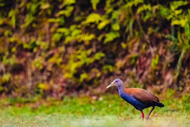 Brazilian Mountain WildLife