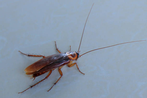 istock Close-Up of a Lifeless Cockroach on White Surface 2222690568