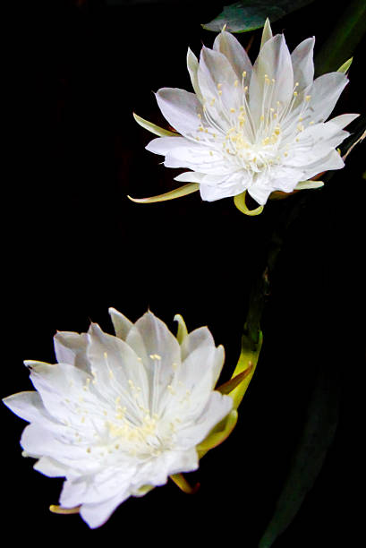 istock Queen of the Night Flowers 2222690872
