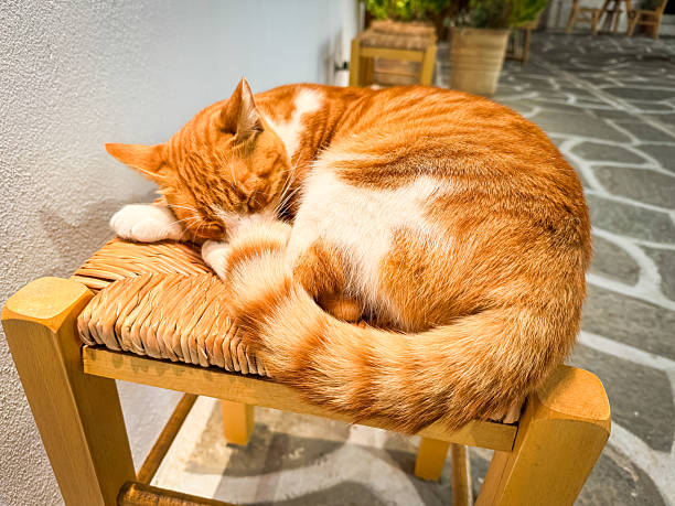 istock Cat in Naousa town, Paros island, Greece 2222691594