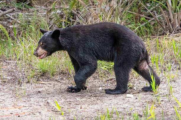 istock Black bear walking in natural habitat 2222692648
