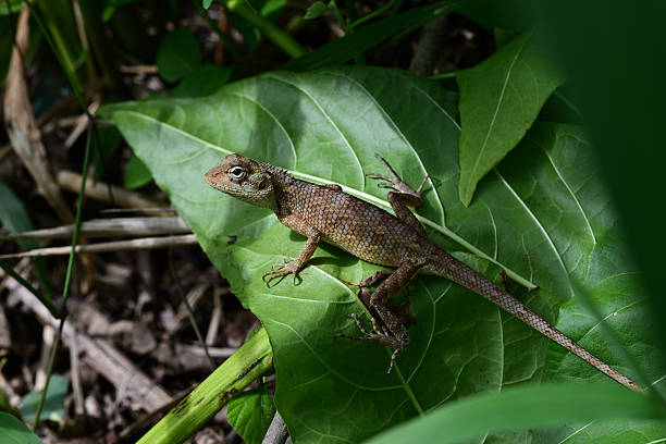 istock Oriental garden lizard 2222693168