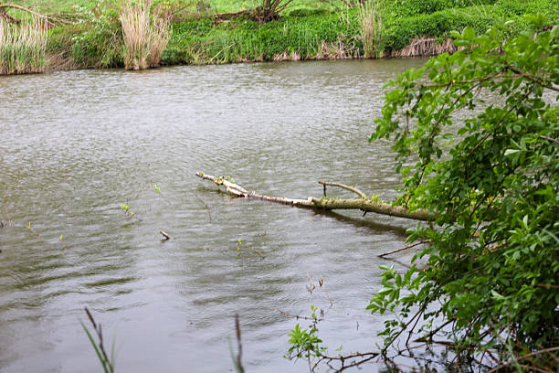 A tranquil body of water reflects the grey sky, with a tree branch partially submerged, adding a natural detail. The banks are covered with lush greenery and reeds, creating a picturesque, serene natural spot.
