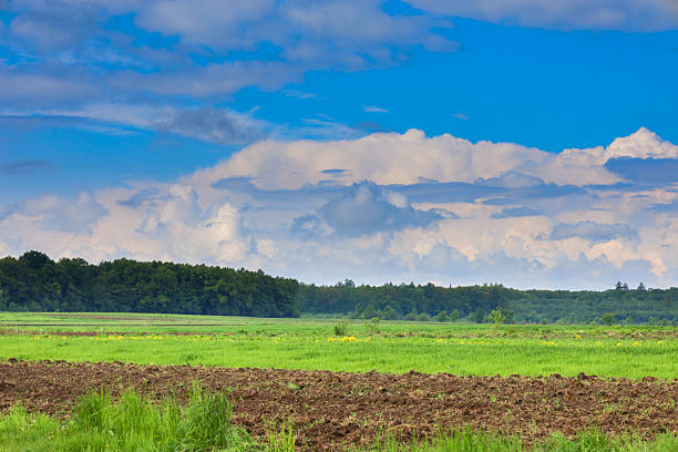 Agricultural fields showcase a transition from freshly tilled earth to vibrant green sprouts under a wide blue sky with fluffy white clouds. A tree line on the horizon frames this peaceful, promise-filled rural landscape.