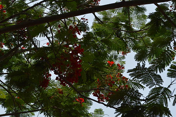 istock Close up green fresh  leaves in a natural tropical environment 2222696512