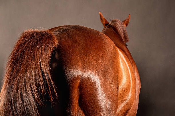 istock Brown horse standing with its back turned against a neutral background during indoor session 2222696610
