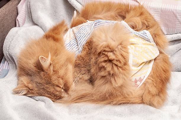 istock A ginger cat sleeps peacefully, wrapped in a cozy blanket, creating a heartwarming and adorable scene. 2222697500