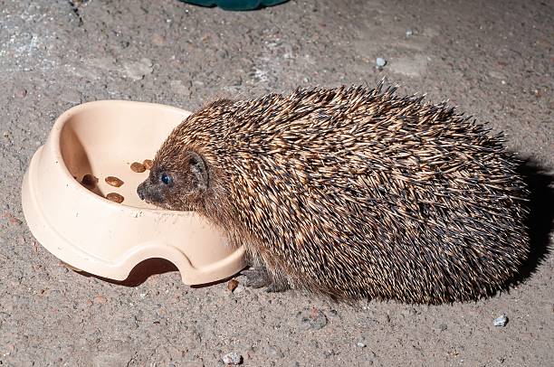 istock A charming hedgehog enjoying its meal from a beige bowl on a concrete surface. 2222697512