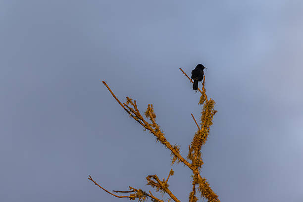 istock Brazilian CountrySide WildLife 2222697752
