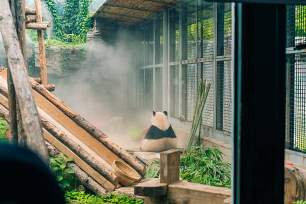giant panda in zoo beijing. Funny cute black and white bear eats bamboo.