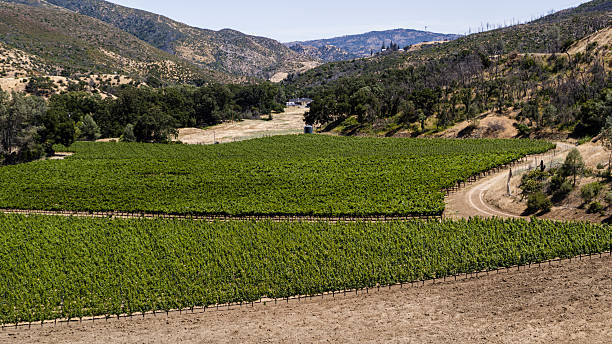 istock Rows of grapevines flourish in valley. Hillside vineyard surrounded by rugged mountains in Napa County, California. 2222697964