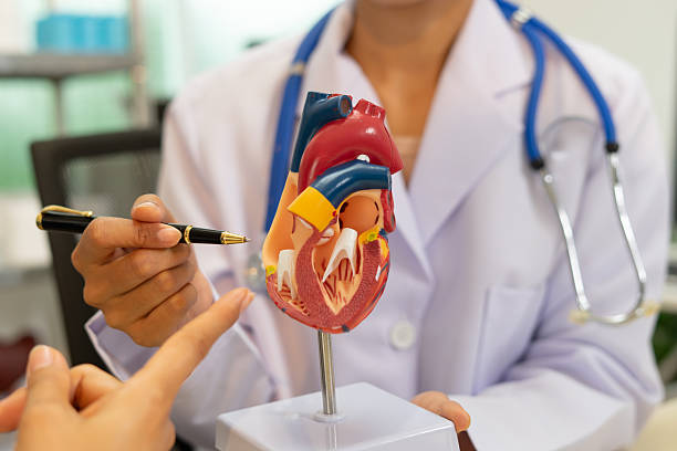 istock Doctor explaining human heart model with pen in medical office 2222698457