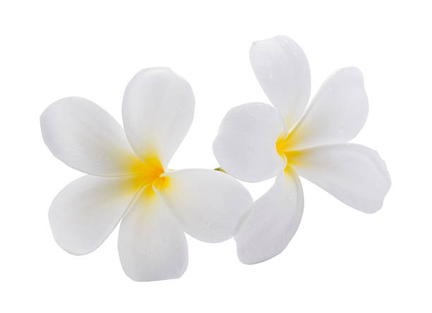 istock White frangipani flowers isolated on a white background 2222698648