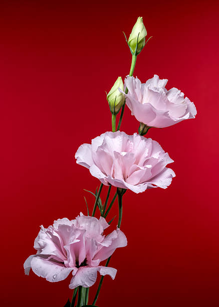 istock Elegant Pink Eustoma Flowers on a Red Background 2222699257
