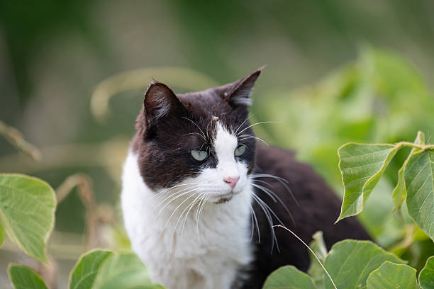 Cute cat peeking out from the grass