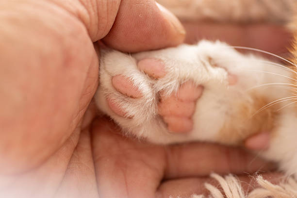 istock Person touching cute cat's paw 2222700472