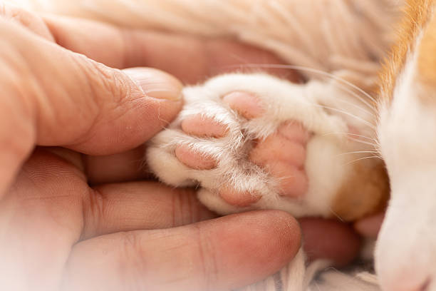 istock Person touching cute cat's paw 2222700520