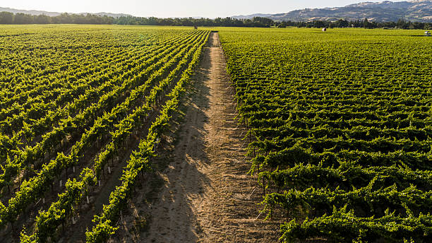 Dirt path runs between symmetrical rows of grapevines in extensive vineyard. Golden afternoon light illuminates the perfectly aligned grape plants. Mountains rise in background creating natural boundary to agricultural landscape. Drone view captures agricultural pattern of wine country with distant trees and foothills visible on horizon. Vineyard located in Sonoma County, California shows precise cultivation techniques used in premium wine production.
