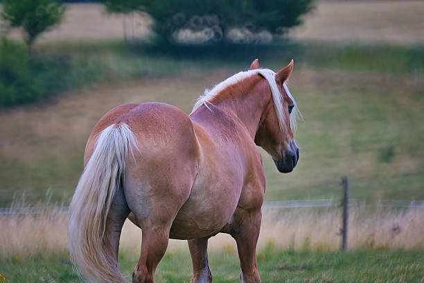 A robust draft horse stands gracefully in a lush green field, its muscular frame and detailed features accentuated by the sunlight. The scenic countryside adds visual harmony, evoking serenity and rural charm.