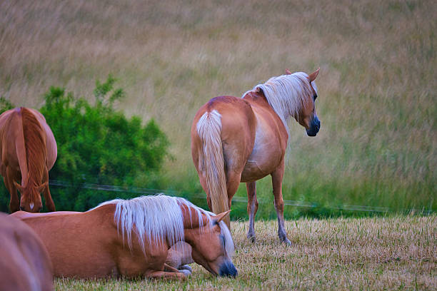 In a tranquil and beautiful grassy field, two horses are peacefully grazing, enjoying the lush greenery around them as they feed
