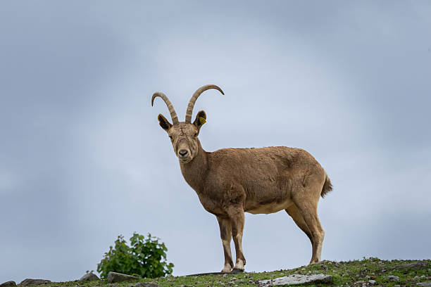 istock Female Siberian ibex  Capra sibirica 2222701426