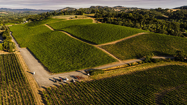 istock Harvest operations at hillside vineyard. Workers gather grapes at intersection of dirt roads in Sonoma County, California. 2222701447
