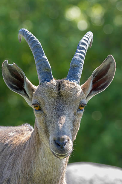 Nubian Ibex in the nature landscape