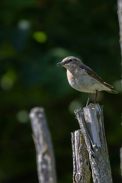 istock A female Northern Wheatear 2222701557