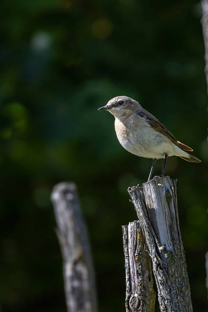 istock A female Northern Wheatear 2222701568
